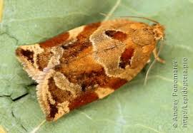 Attēlu rezultāti vaicājumam “Tortricidae”