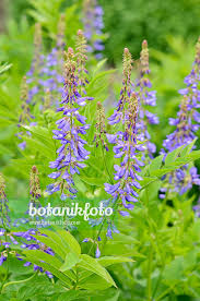 Attēlu rezultāti vaicājumam “Galega orientalis leaf”
