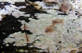 Attēlu rezultāti vaicājumam “Ceriporia viridans”