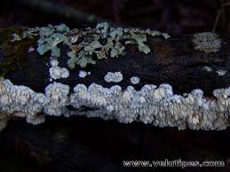 Attēlu rezultāti vaicājumam “Basidioradulum radula”