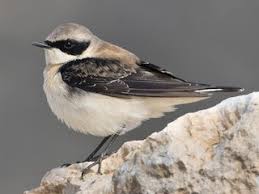 Image result for Oenanthe hispanica