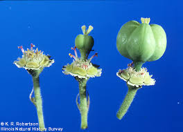 Attēlu rezultāti vaicājumam “Euphorbia cyparissias fruit”