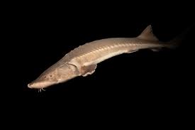 Image result for Acipenser