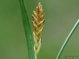 Attēlu rezultāti vaicājumam “Blysmus compressus fruit”