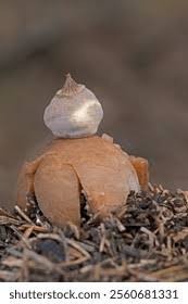 Attēlu rezultāti vaicājumam “Geastrum pectinatum”