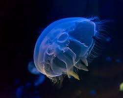 Attēlu rezultāti vaicājumam “Aurelia aurita”