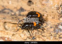 Attēlu rezultāti vaicājumam “Scaphidium quadrimaculatum”