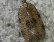 Attēlu rezultāti vaicājumam “Lozotaenia forsterana”