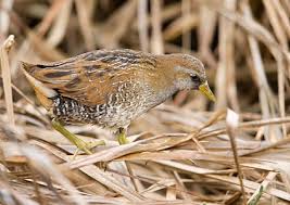 Image result for Porzana carolina