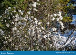 Attēlu rezultāti vaicājumam “Salix pentandra flower”