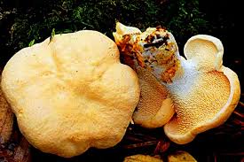 Attēlu rezultāti vaicājumam “Hydnum repandum”