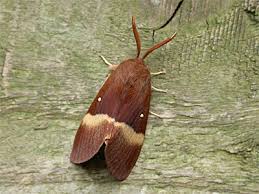 Attēlu rezultāti vaicājumam “Lasiocampa quercus”