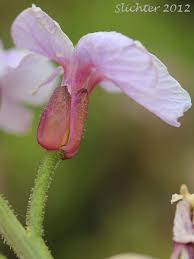 Attēlu rezultāti vaicājumam “Cardamine pratensis flower”