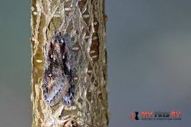 Attēlu rezultāti vaicājumam “Semioscopis oculella”