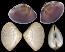 Attēlu rezultāti vaicājumam “Comatricha alta macro”