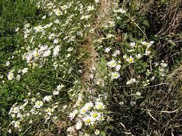 Image result for Aster lanceolatus