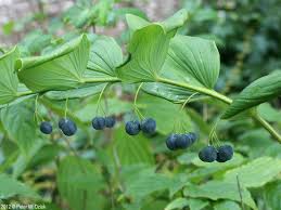 Attēlu rezultāti vaicājumam “Polygonatum multiflorum  fruit”