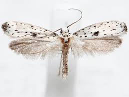 Attēlu rezultāti vaicājumam “Yponomeuta plumbella”