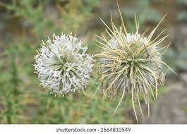 Image result for Echinops spaerocephalus