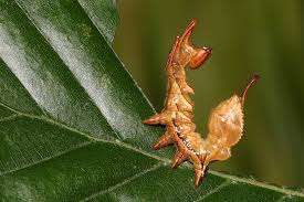 Attēlu rezultāti vaicājumam “Stauropus fagi”