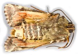 Attēlu rezultāti vaicājumam “Anarta myrtilli”