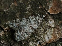 Attēlu rezultāti vaicājumam “Eudonia lacustrata”