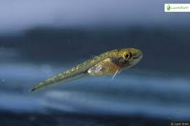 Image result for Lota lota