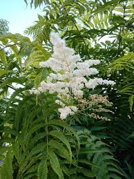 Attēlu rezultāti vaicājumam “Sorbaria sorbifolia flower”