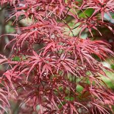 Attēlu rezultāti vaicājumam “Acer pseudoplatanus fo. purpurascens flower”