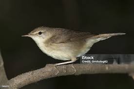 Attēlu rezultāti vaicājumam “Acrocephalus dumetorum”