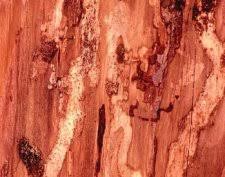 Attēlu rezultāti vaicājumam “Tetropium fuscum”