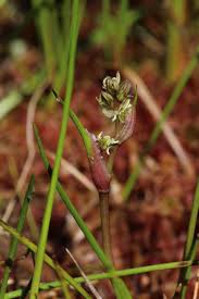 Attēlu rezultāti vaicājumam “Scheuchzeria palustris flower”
