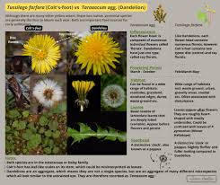 Attēlu rezultāti vaicājumam “Taraxacum officinale aggr.”