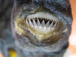 Image result for Dalatias licha