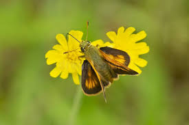 Attēlu rezultāti vaicājumam “Hesperia comma male”