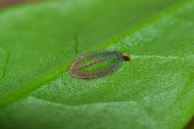 Attēlu rezultāti vaicājumam “Lycaena phlaeas underside”