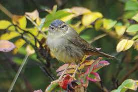 Image result for Phylloscopus schwarzi