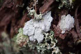 Attēlu rezultāti vaicājumam “Arcyria imperialis stalked”
