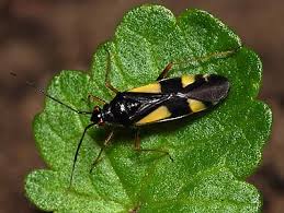 Attēlu rezultāti vaicājumam “Miridae”