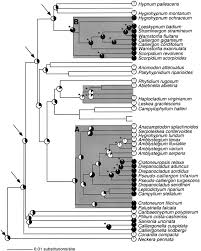 Attēlu rezultāti vaicājumam “Serpoleskea confervoides”