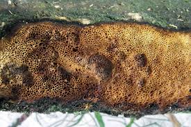 Attēlu rezultāti vaicājumam “Dichomitus campestris”