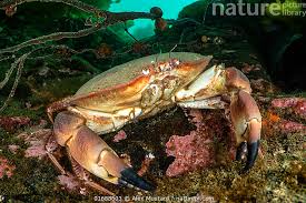 Image result for Cancer pagurus