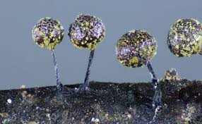 Attēlu rezultāti vaicājumam “myxomicetes”