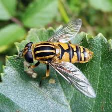 Attēlu rezultāti vaicājumam “Helophilus pendulus”