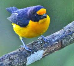 Attēlu rezultāti vaicājumam “Fringillidae”