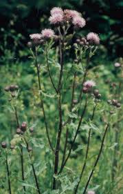 Attēlu rezultāti vaicājumam “Cirsium acaule fruit”