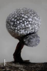 Attēlu rezultāti vaicājumam “Badhamia capsulifera var. arborea macro”