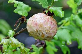 Attēlu rezultāti vaicājumam “Biorhiza pallida”