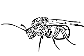 Attēlu rezultāti vaicājumam “Acalitus longisetosus”