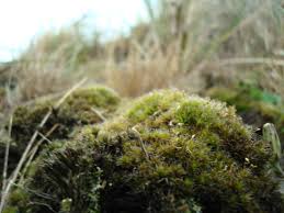 Attēlu rezultāti vaicājumam “Campylopus introflexus”